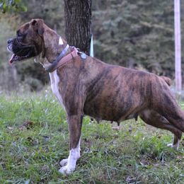 Luna - Boxer
