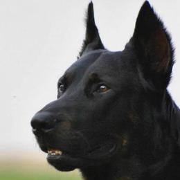 Beaucerons from Beaucerons De La Valle Katahdin