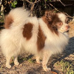 Rocco - Chocolate parti male Pomeranian puppy in Bamberg, South Carolina from Shakhor Ohr Collies and Pomeranians