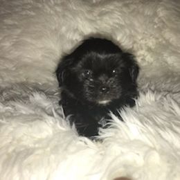 Shih Tzu Puppies from N.F.S.T Imperial ShihTzu Puppies.