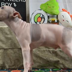 Boy 3 - White, black sable red American Hairless Terrier puppy in Alvin, Texas from Nekkid Ambition AHT's