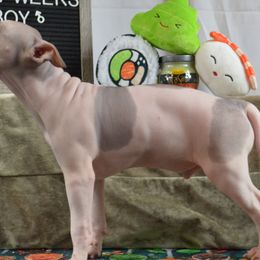 Boy 3 - White, black sable red American Hairless Terrier puppy in Alvin, Texas from Nekkid Ambition AHT's