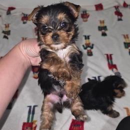 Ace - Black and gold male Yorkshire Terrier puppy in Lakeland, Florida from You Me & The Yorkies