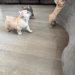French Bulldog Puppies from Foster Lake Frenchies