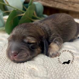Shaded Cream - Cream female Dachshund puppy in Nampa, Idaho from Long_and_Low_Dachshunds