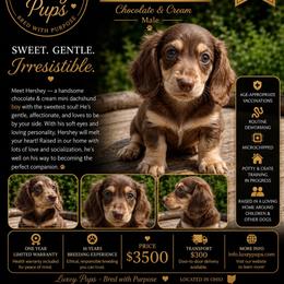 Hershey - Chocolate and cream male Dachshund puppy in Dayton, Ohio from LUXEYPUPS
