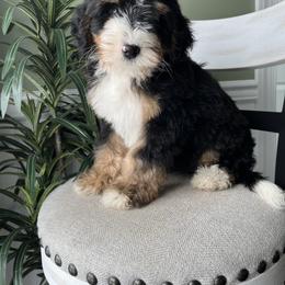Milo - Tri-color male Bernedoodle puppy in Holtwood, Pennsylvania from Country Ridge Puppies