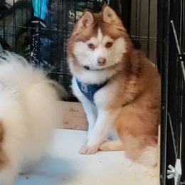 Jack - Pomsky