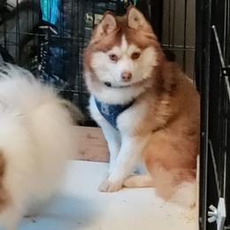 Jack - Pomsky
