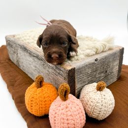Coriander - Chocolate female Goldendoodle puppy in North Carolina from Tuxedo Mountain Doodles