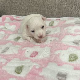 Little girl - White female Coton de Tulear puppy in Pflugerville, Texas from Beethoven’s Cotons
