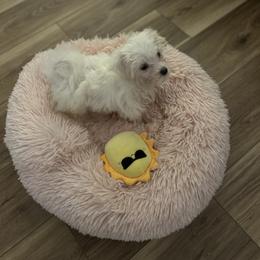 Maltese Puppies from TCBs Glowing Maltese