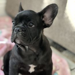 Baby - Black and white male French Bulldog puppy in Modesto, California from Luna's Little Pumpkins