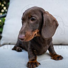 Quake Milk Dud - Chocolate and tan male Dachshund puppy in Temecula, California from Naomi Magee's Dachshund Kennel