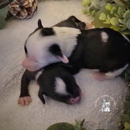 Chinese Crested Puppies from Crestie Charm Cottage