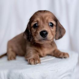 Andy longhair - Red male Dachshund puppy in Richmond, Virginia from Irresistible Dachshunds & Cavaliers
