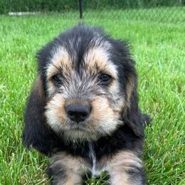 Otterhounds from Aberdeen Otterhounds