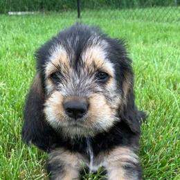 Otterhounds from Aberdeen Otterhounds