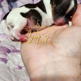 Boy 2 - Parti male Yorkshire Terrier puppy in Austin, Arkansas from Cup's Yorkie Parti Pups