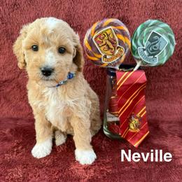 Neville - Apricot male Goldendoodle puppy in Conroe, Texas from Tails of Cypress