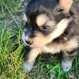 Izzy - Black and white female Pomsky puppy in Michigan from Our Pomsky Yard