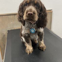 English Springer Spaniel Puppies from English Springer Spaniels at Lands Lodge