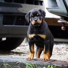 Rottweiler Puppies from VhDoggMeier Rottweilers