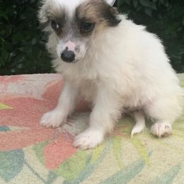 Chinese Crested and Ibizan Hound Puppies from Frozen Star Kennels