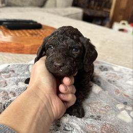 Max - Chocolate male Labradoodle puppy in Constableville, New York from Zehr’s Labradoodles & Bernedoodles