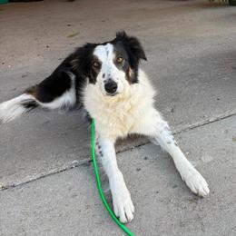 Border Collie puppies from LaTiKi Border Collies