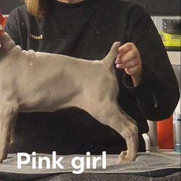 Pink girl - Gray Weimaraner puppy in London, Ohio from Waystar Weimaraners