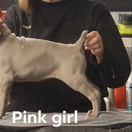 Pink girl - Gray Weimaraner puppy in London, Ohio from Waystar Weimaraners