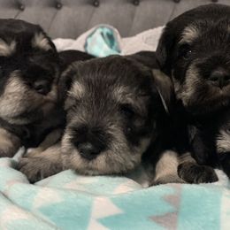 Miniature Schnauzer Puppies from Caesars Creek Miniature Schnauzers