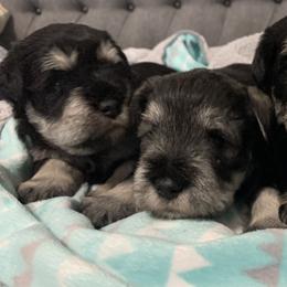 Miniature Schnauzer Puppies from Caesars Creek Miniature Schnauzers