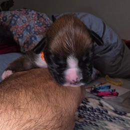 Orange girl - Fawn female Boxer puppy in Titusville, Florida from Saskobox