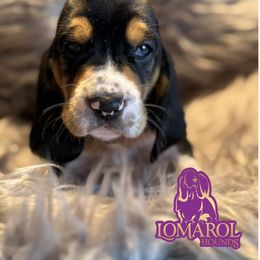 2 - Black brown and white female Basset Hound puppy in Inverness Highlands South, Florida from Lomarol Hounds
