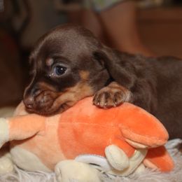 Girl 3 - Chocolate and tan female Dachshund puppy in Windsor, Colorado from Murry’s minis