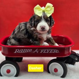 Dasher- Yellow collar - Blue merle female Bernedoodle puppy in Summerville, South Carolina from Channys Doodles