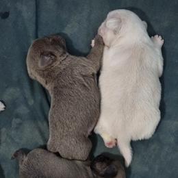 Pug Puppies from Royal House of Pugs