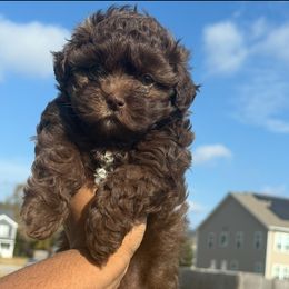 Dreamy - Brown female Shihpoo puppy in Cane Savannah, South Carolina from Dws_kennelservices