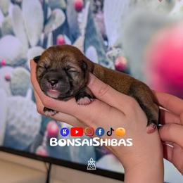 RIKU - Red male Shiba Inu puppy in Minnesota from BonsaiShibas