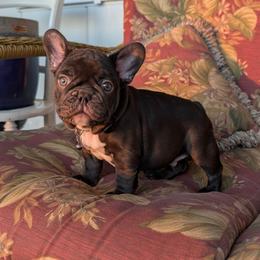 Dexter - Liver male French Bulldog puppy in Fort Atkinson, Wisconsin from Bishop Bullyz