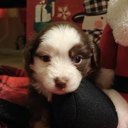 Miniature American Shepherd Puppies from Railroad Tails