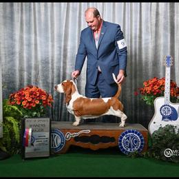 Fate - Basset Hound