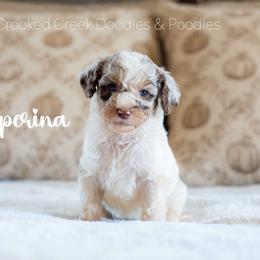 Casperina - Merle female Goldendoodle puppy in Woodruff, South Carolina from Crooked Creek Doodles and Poodles