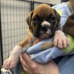 Jim Beam - Fawn male Boxer puppy in Elyria, Ohio from Just-A-Wyn Boxers
