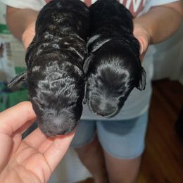 Labradoodle Puppies from Riley's Labradoodles
