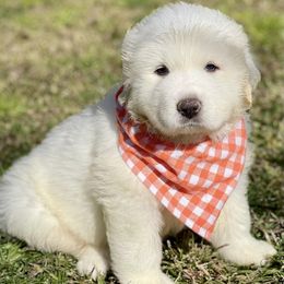 OFA health tested Orange Girl - Great Pyrenees puppy from River's Bend Walnut Orchard