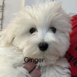 Boy 2 - male Coton de Tulear puppy in Sun Prairie, Wisconsin from Firebird Show Dogs