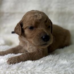 Dakota - Red  male Goldendoodle puppy in Cleveland, Georgia from The O.G. Doodles